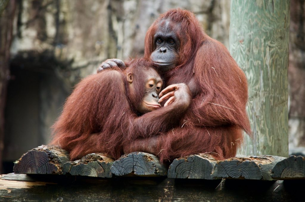 Picture of a mother primate cuddling her child