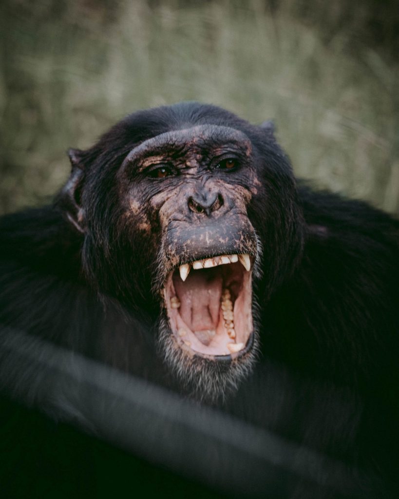 Chimp with mouth open