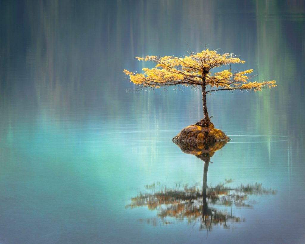 A tree reflected in water