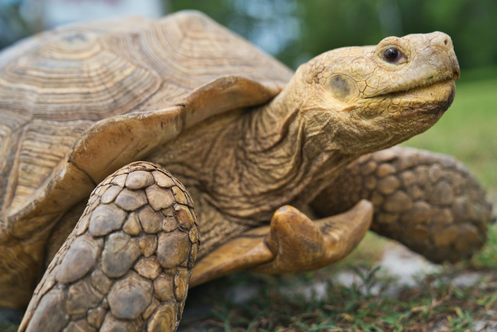 Adult tortoise walking