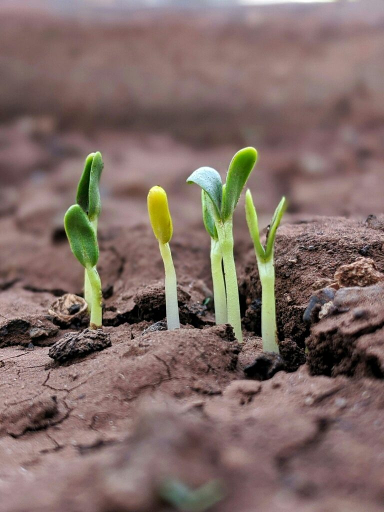 Seedlings growing in dry cracked earth.