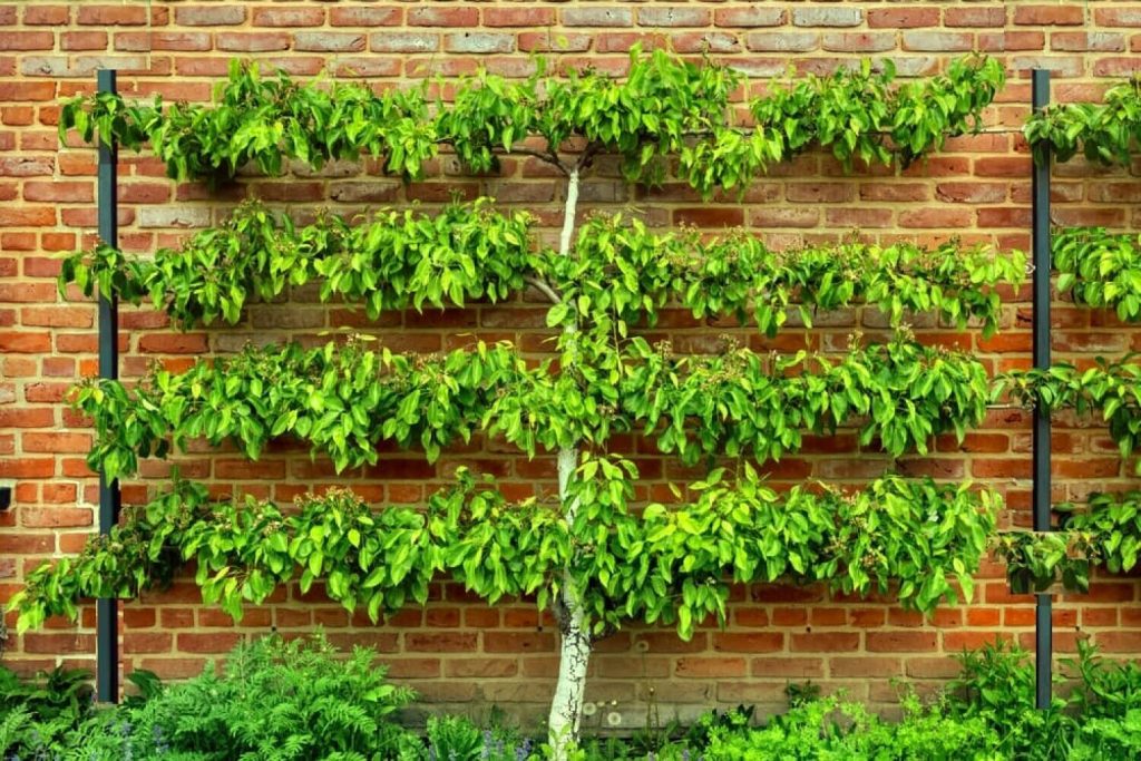 An example of and espalier tree against a brick wall. It has one central truck and four layers of horizontal branches