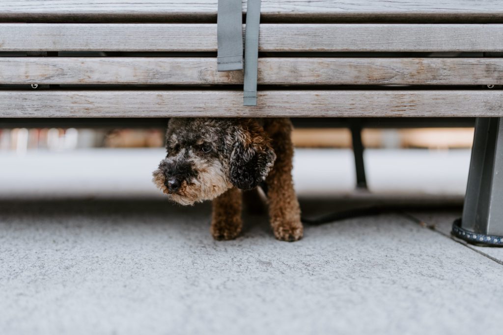 Black and brown small dog with a curly coat hiding under a brown wooden bench.